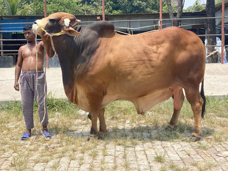 cow1
