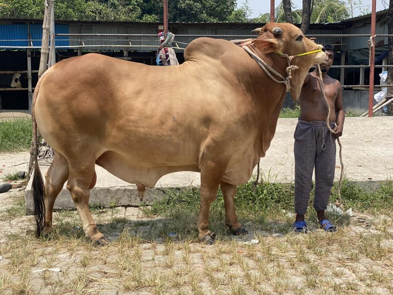 cow2