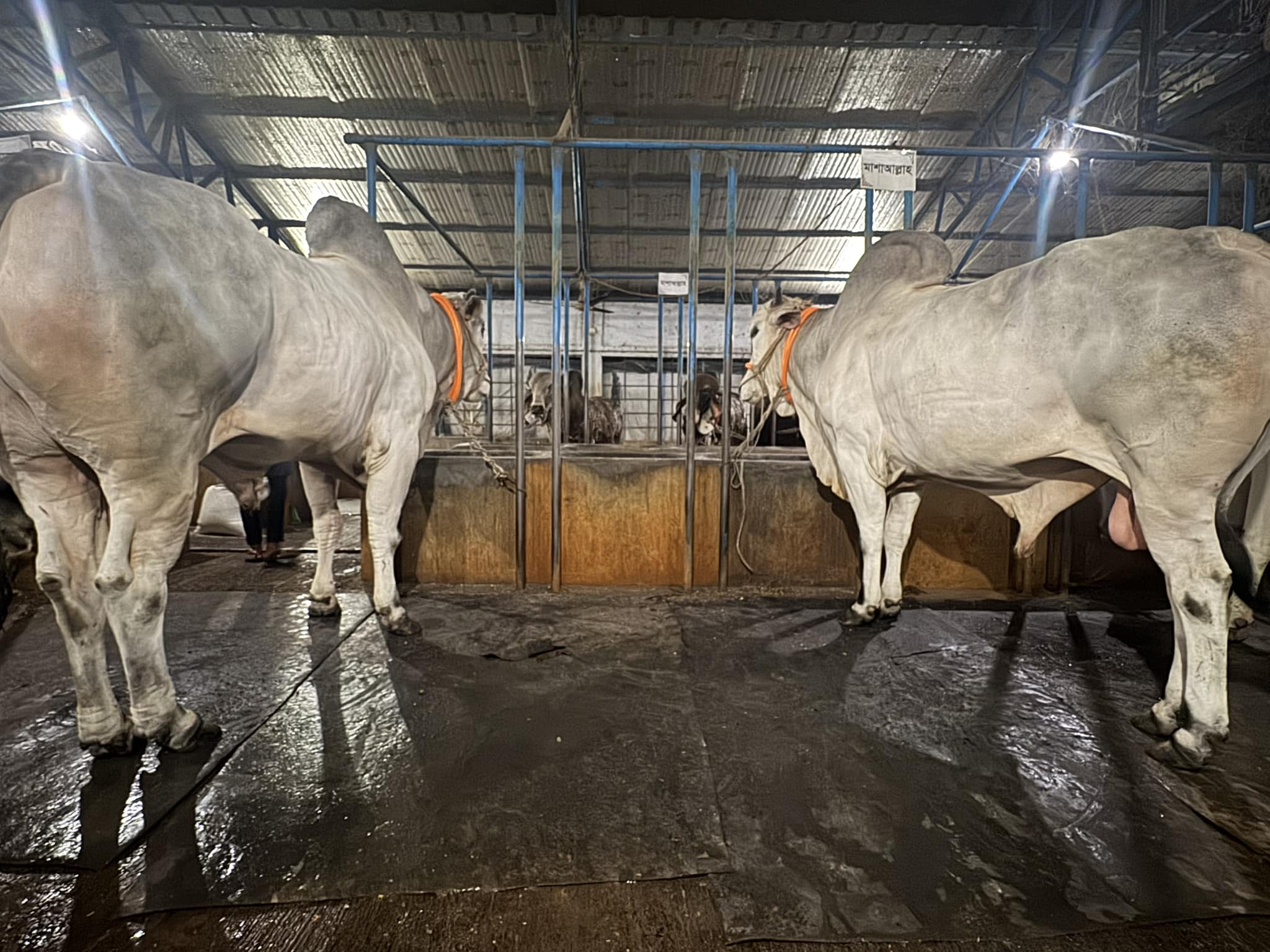 cow4